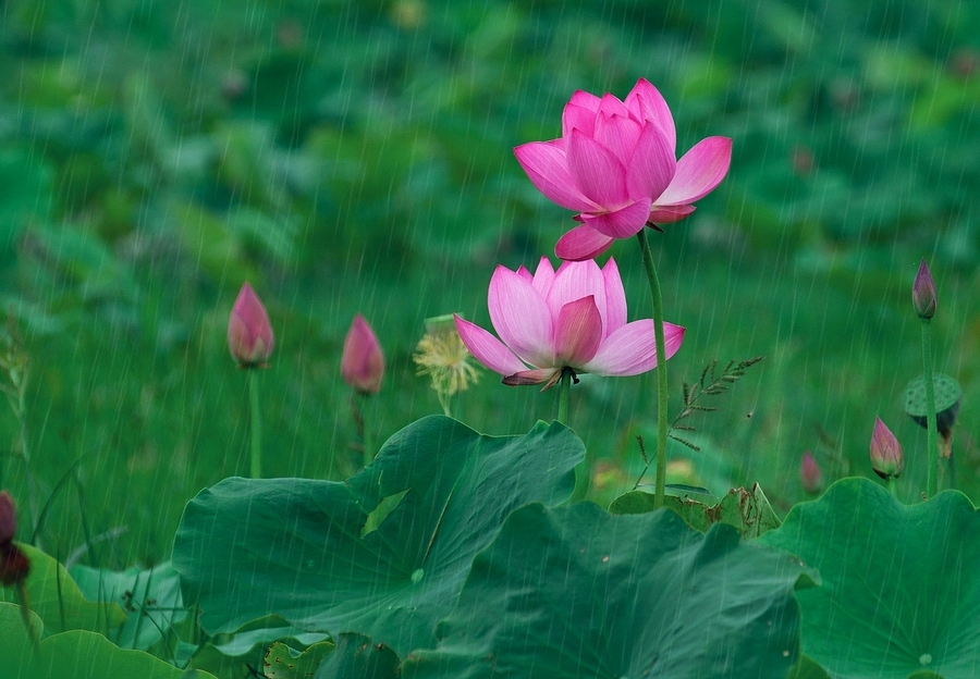 清新荷花