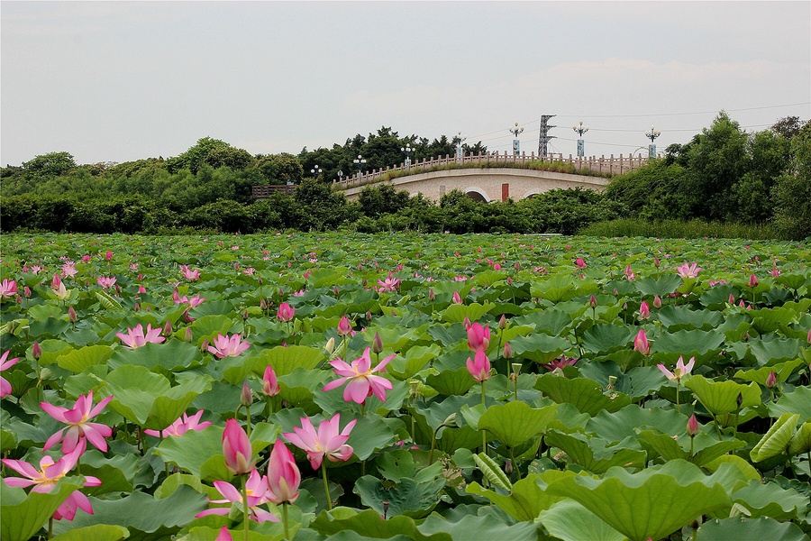 南沙湿地公园