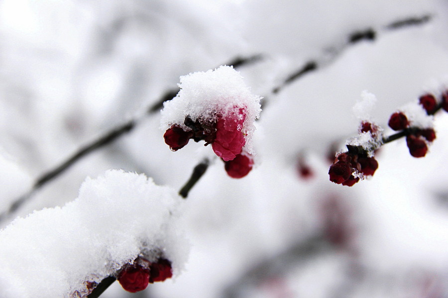 傲雪冬梅