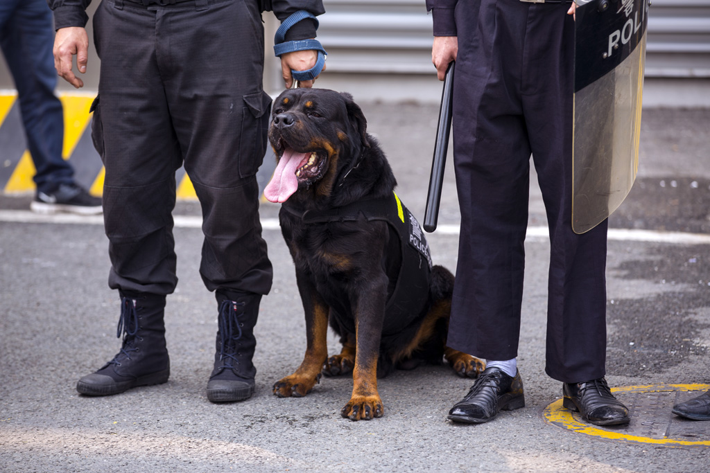 警犬