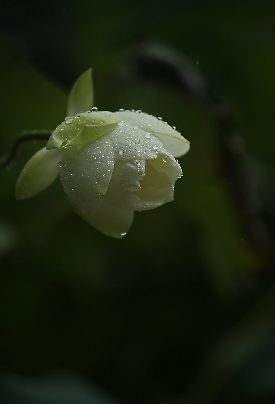 雨天的荷花