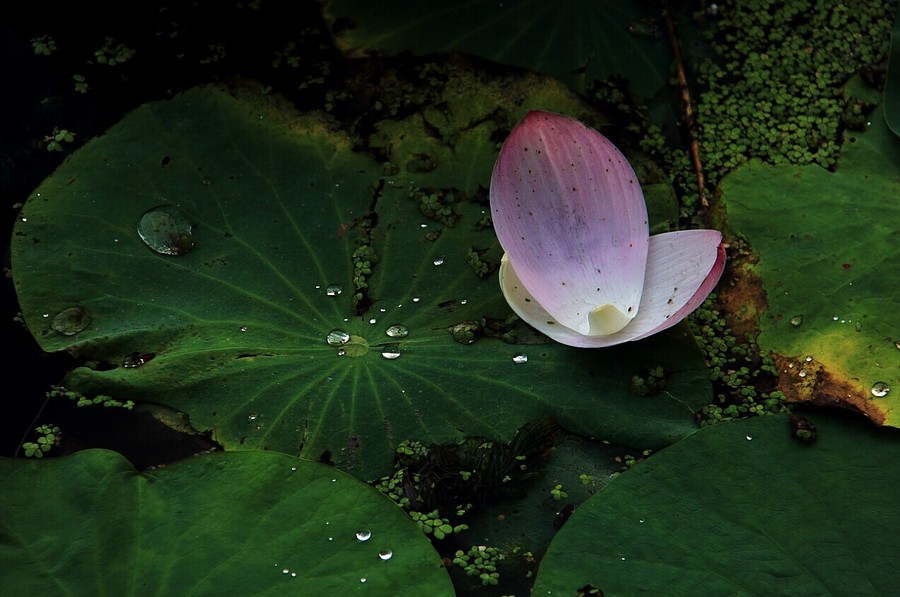 【花自飘零水自流摄影图片】生活摄影