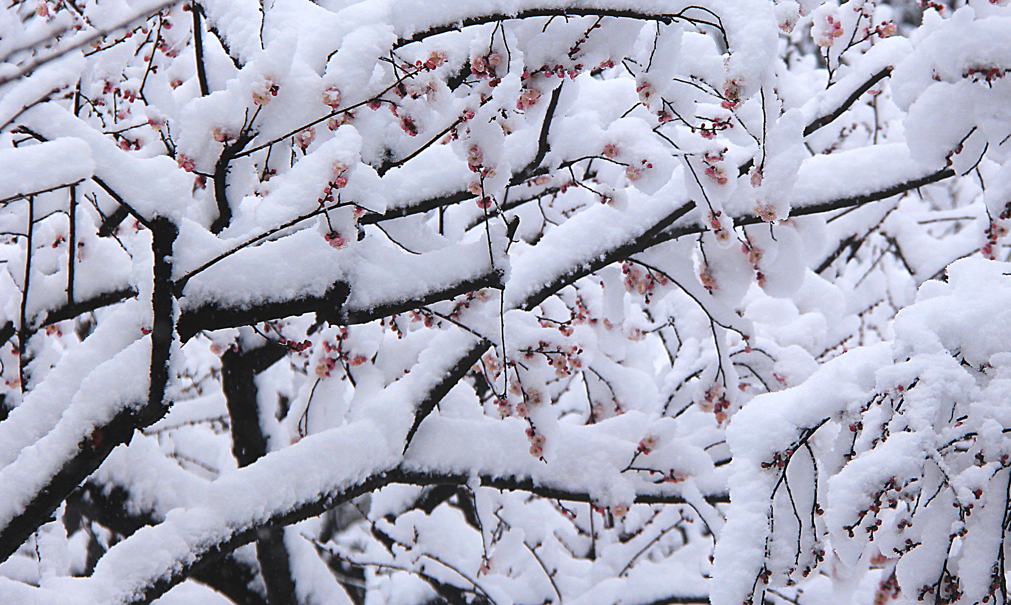 傲雪冬梅