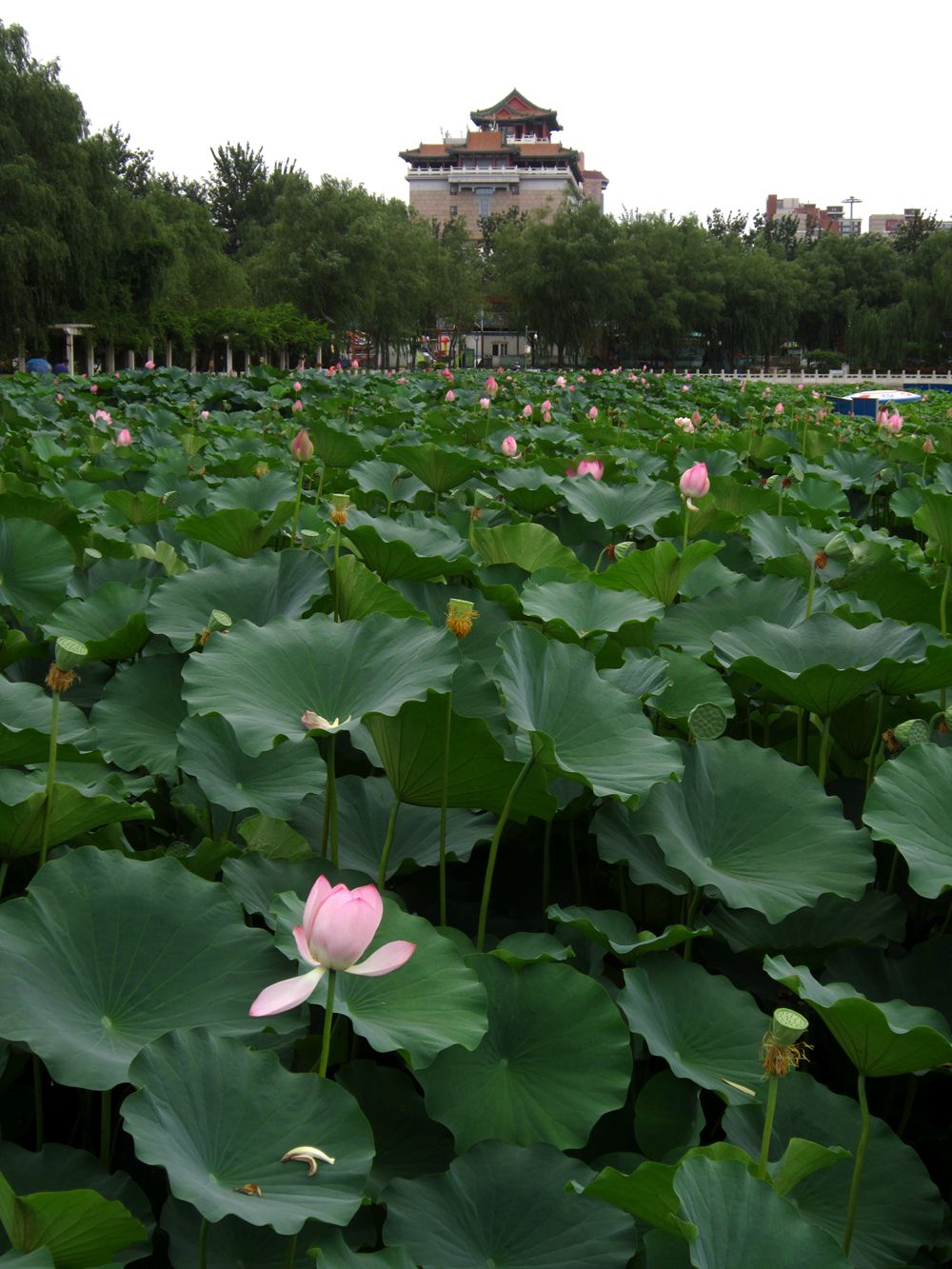 北京荷花二