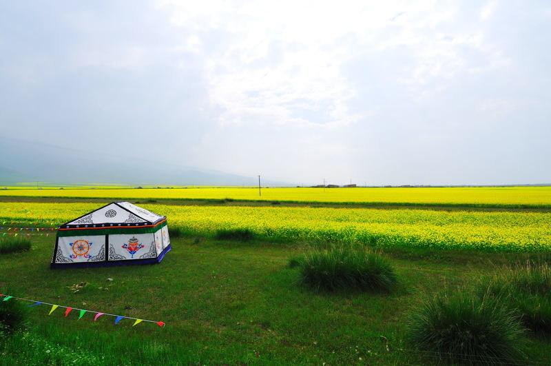 大美青海之门源花海