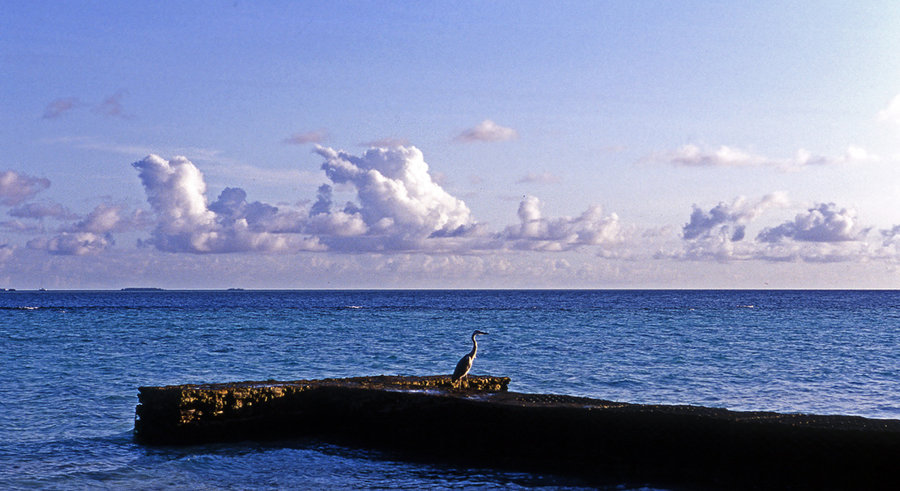 马尔代夫--眺望大海