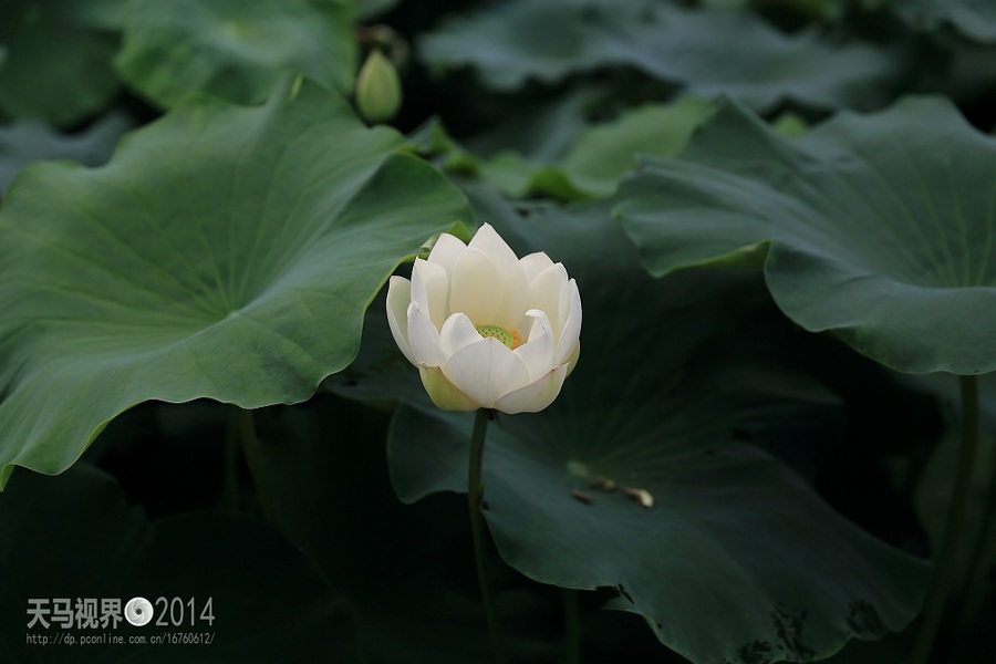 【白莲花开摄影图片】生活摄影