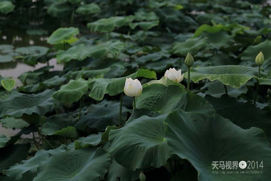 【白莲花开摄影图片】生活摄影