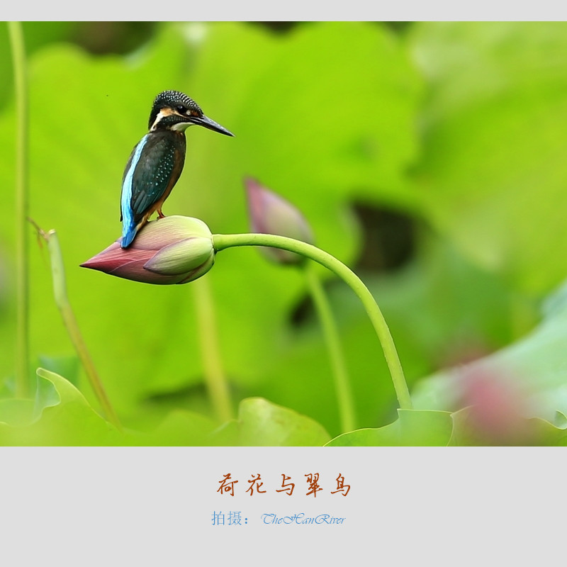 荷花与翠鸟