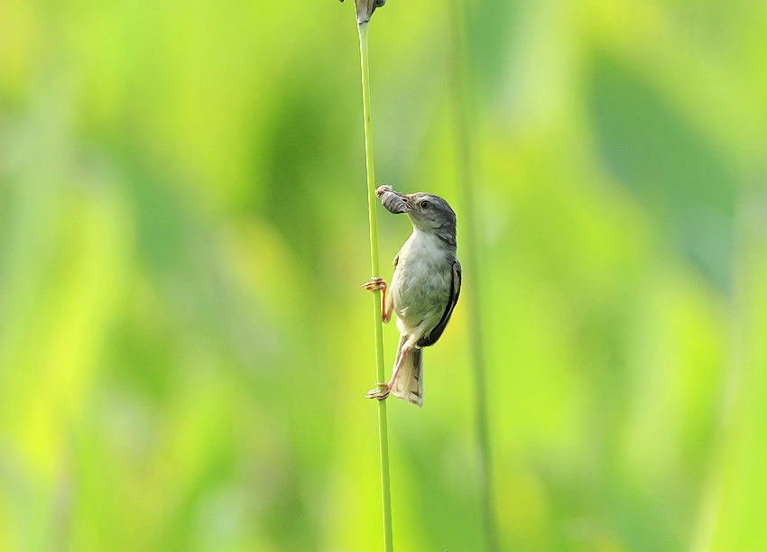 捕虫技二