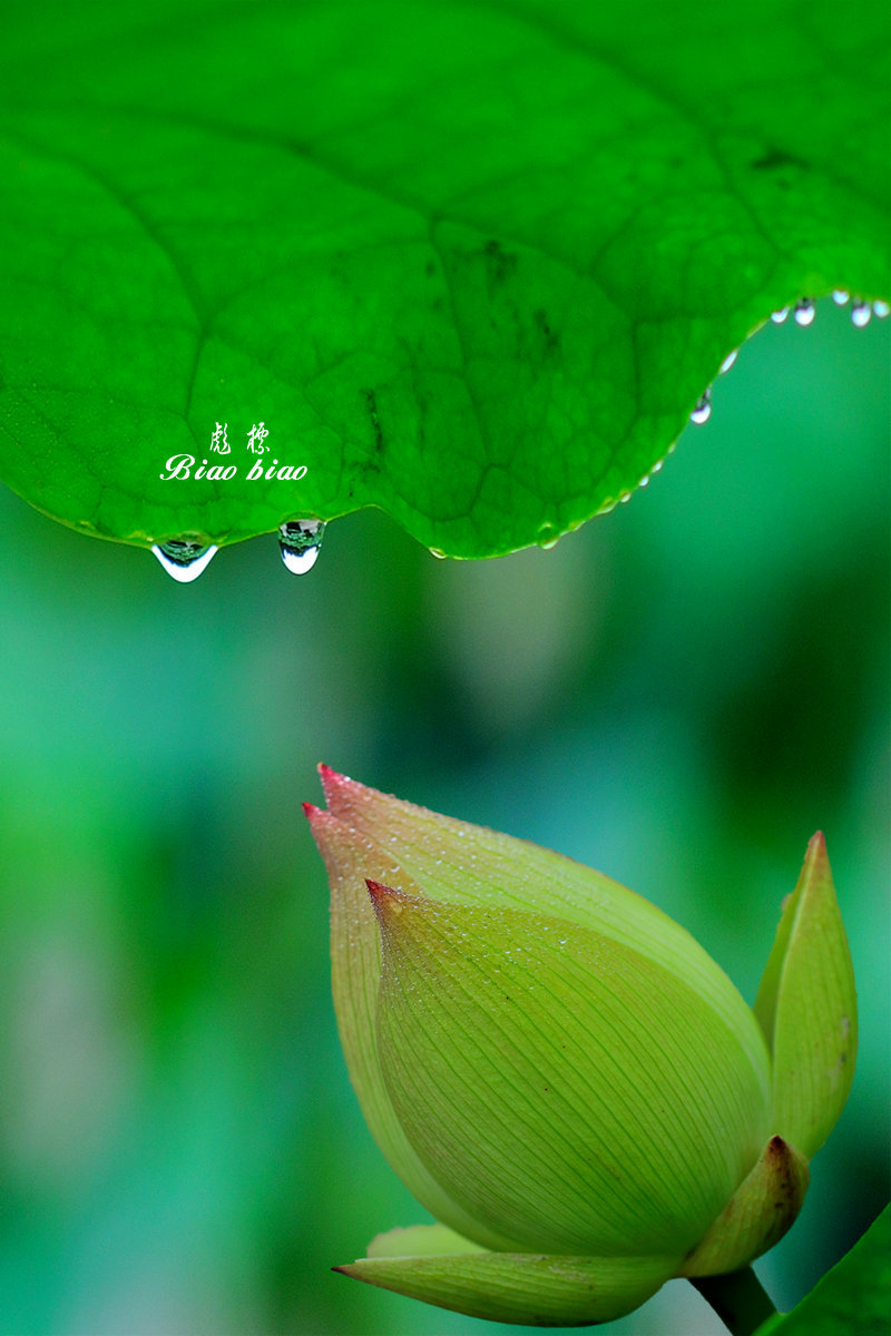 雨露滋润