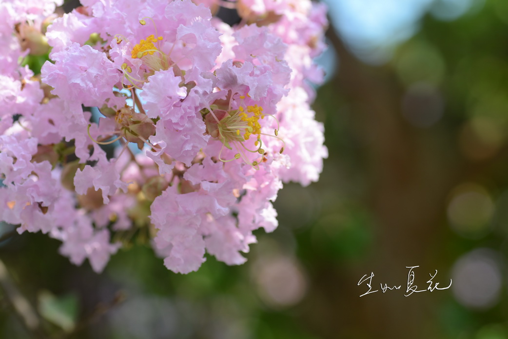 生如夏花