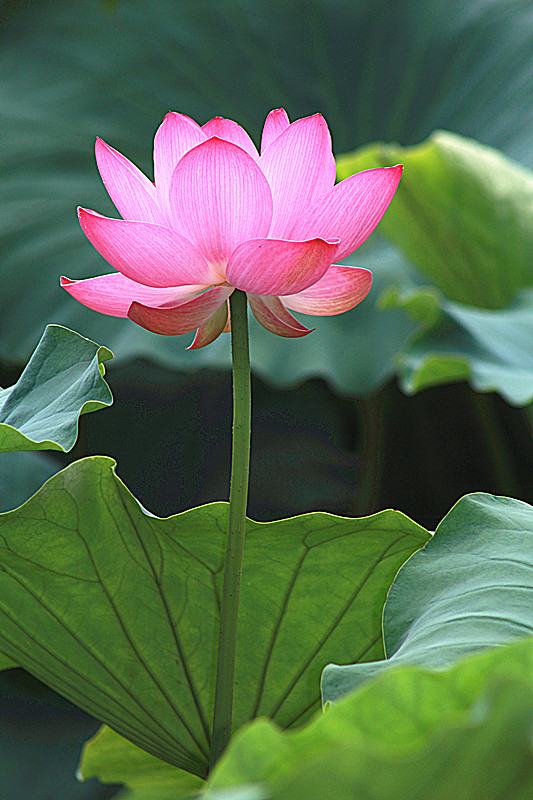 荷花