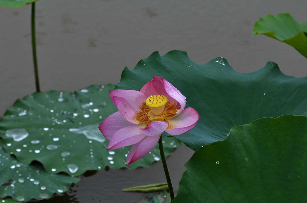 雨中的荷花