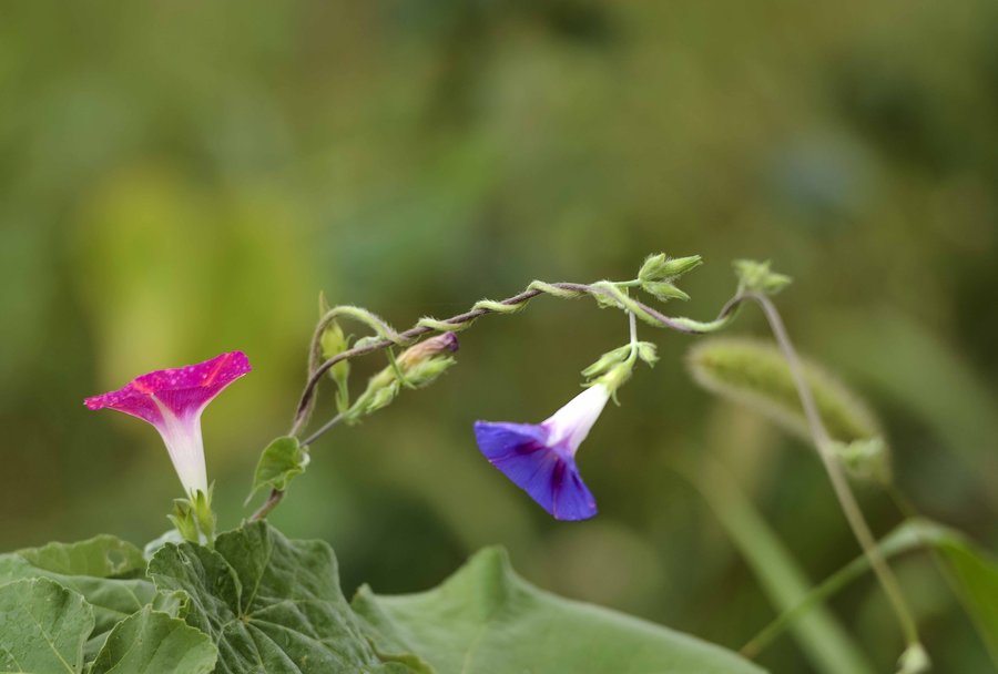 牵牛花