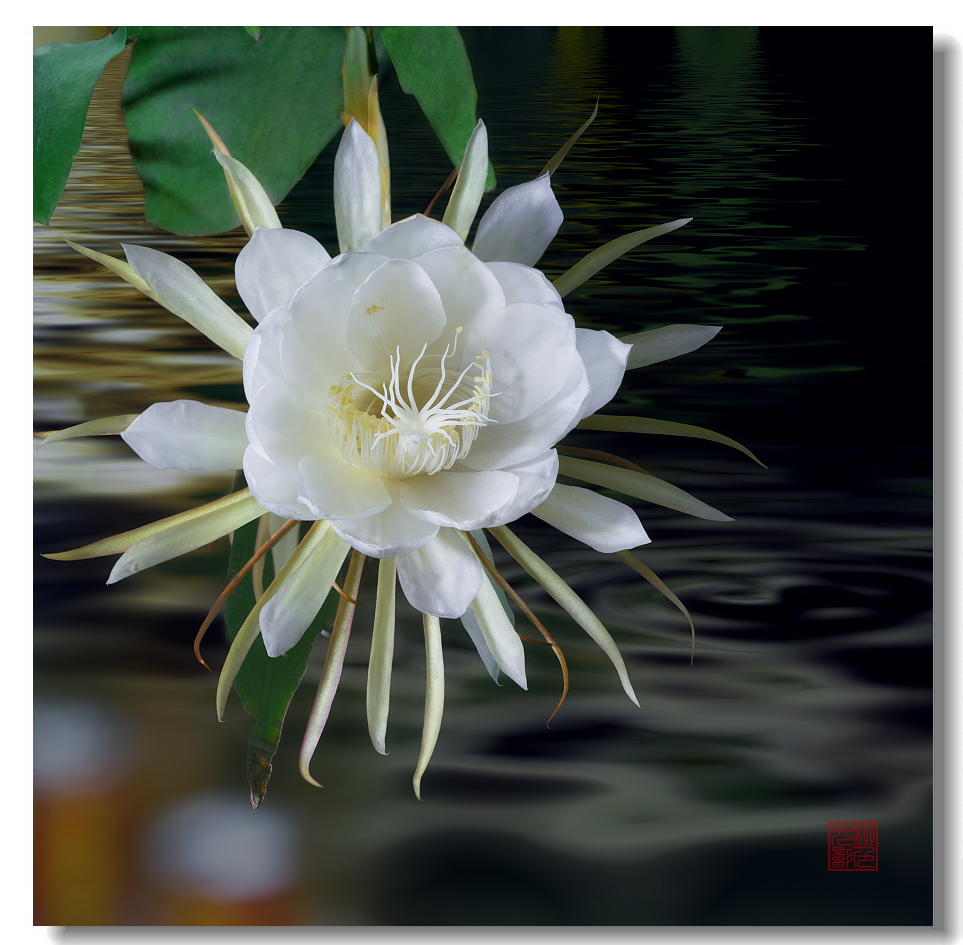 昙花,美得令人心碎
