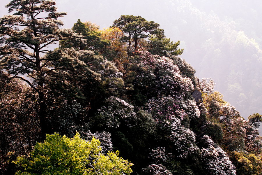 井岗山的杜鹃山