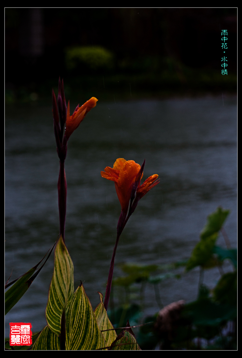雨中花,水中情