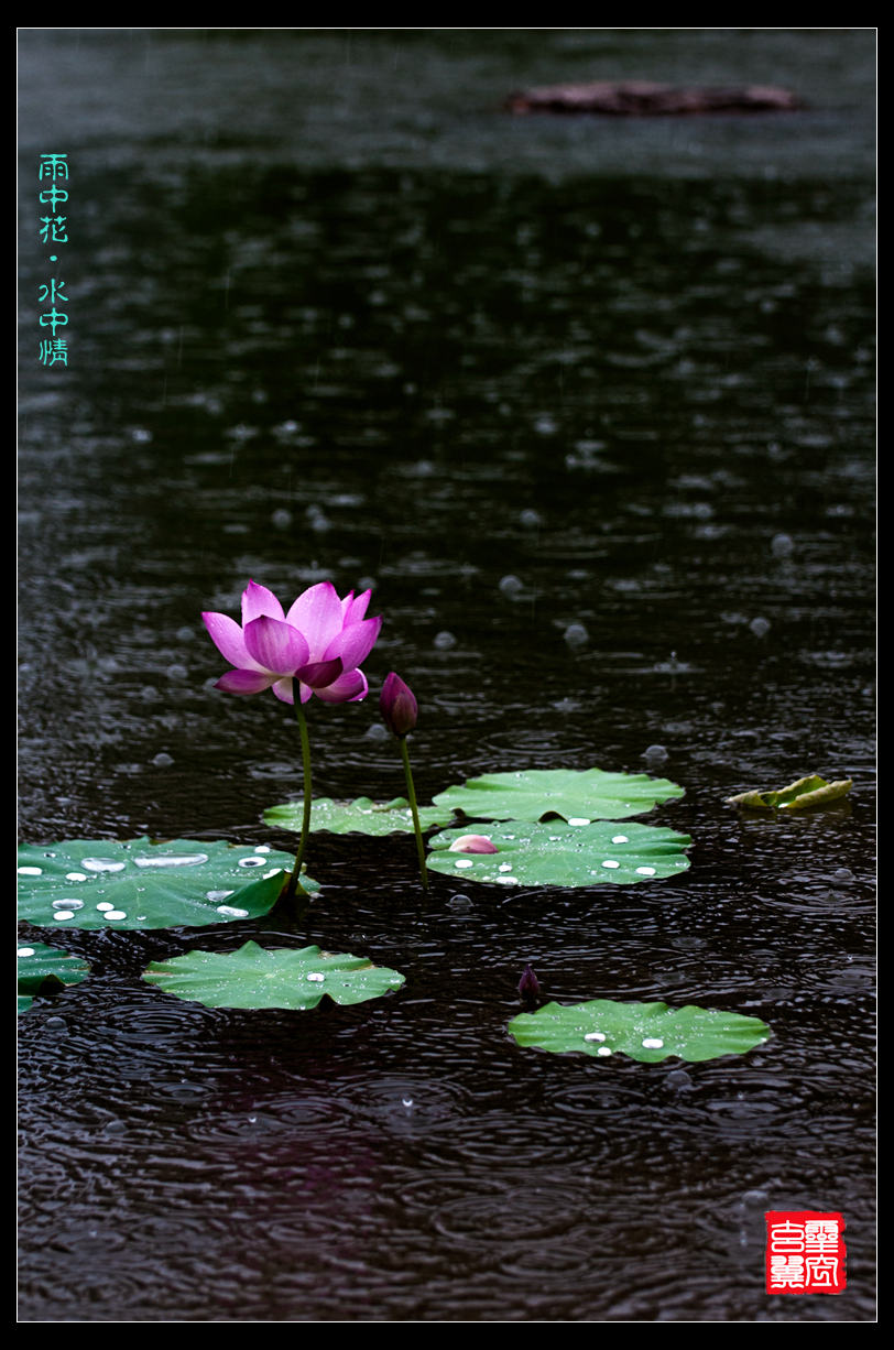 雨中花,水中情