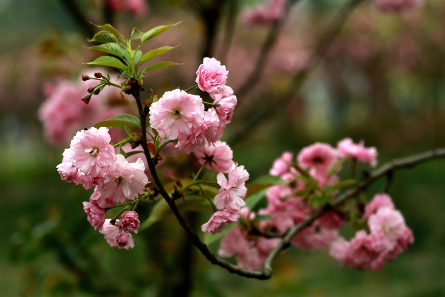 四川成都青白江樱花