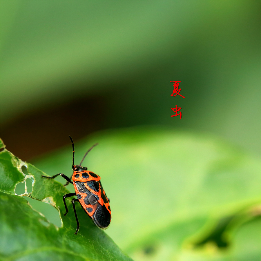 【夏虫摄影图片】上海市金山区生态摄影