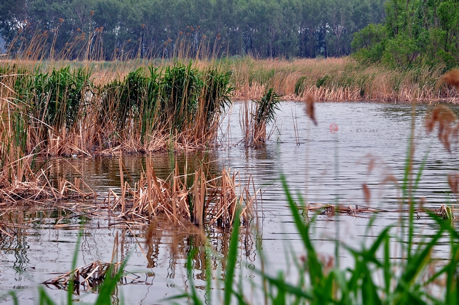 手机看图 作品简介 野鸭湖湿地公园水面很大,湖中的野鸭均为人工繁植