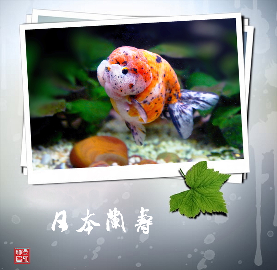 【水中花-金鱼摄影图片】广州生态摄影