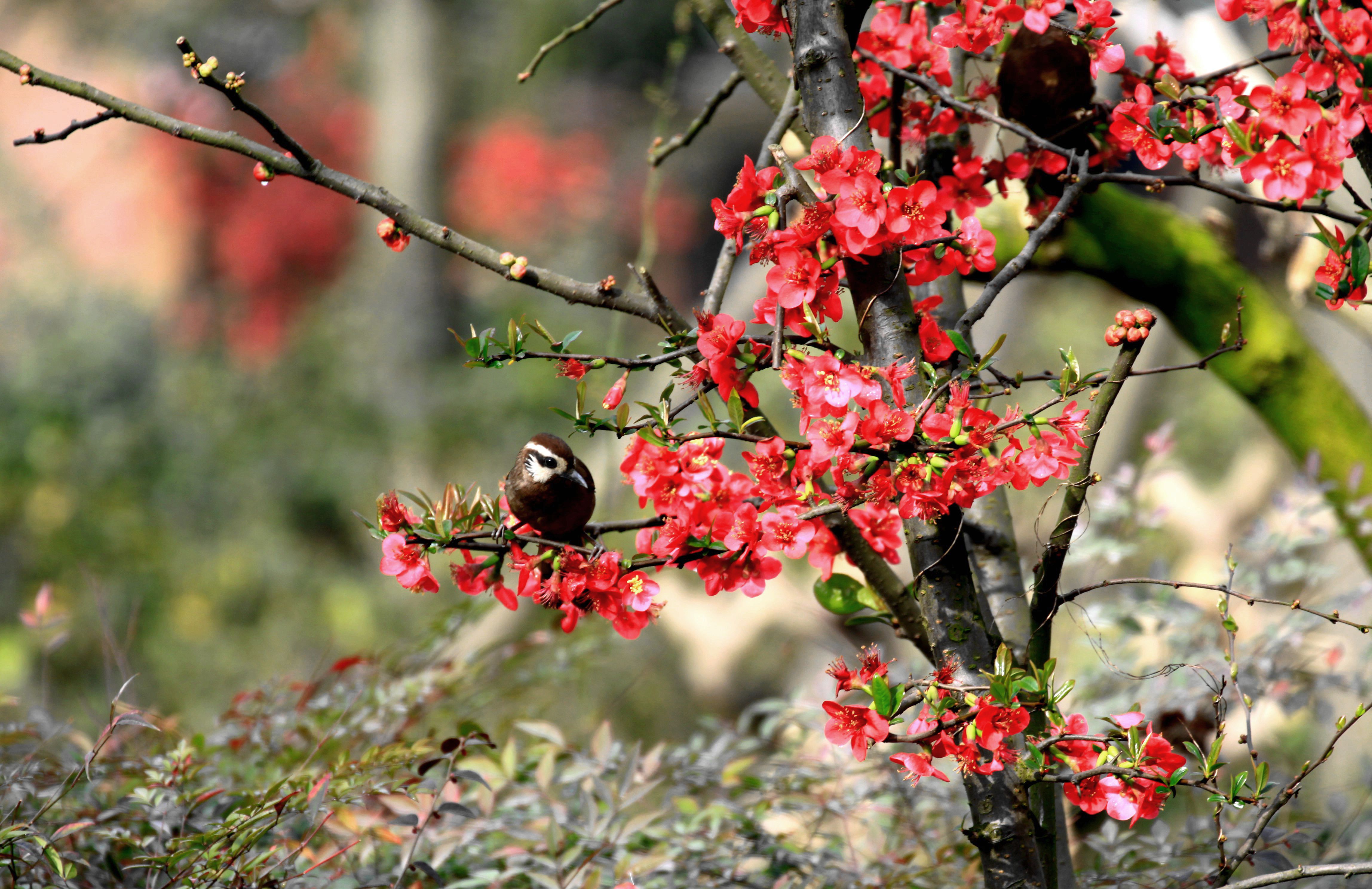 花开时节