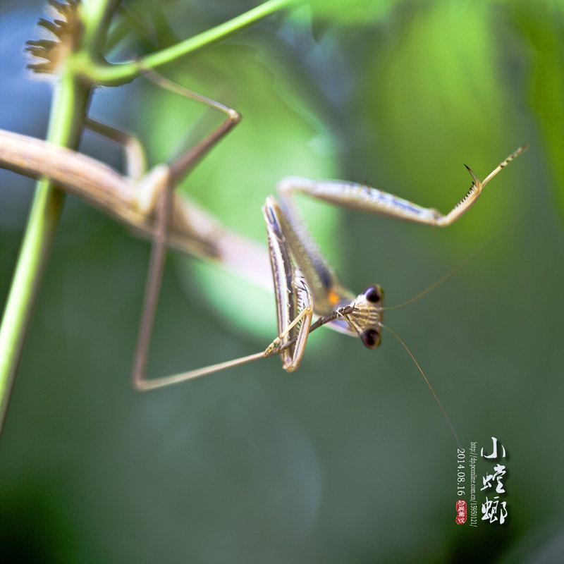 昆虫【27】褐色小螳螂