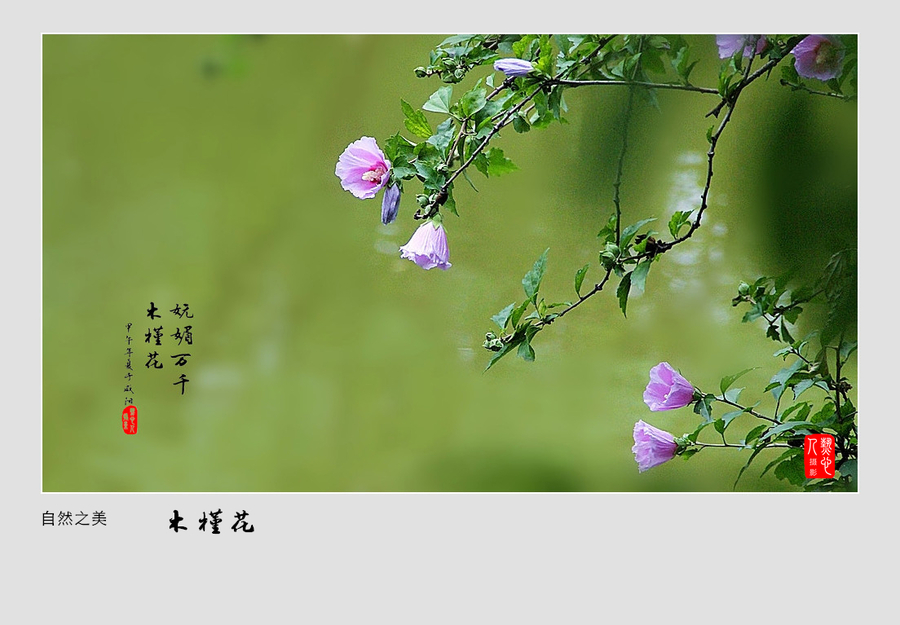 【木槿花摄影图片】陕西咸阳-渭滨公园生态摄