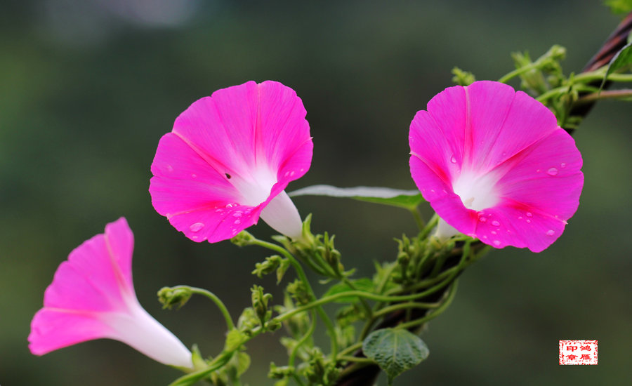 牵牛花