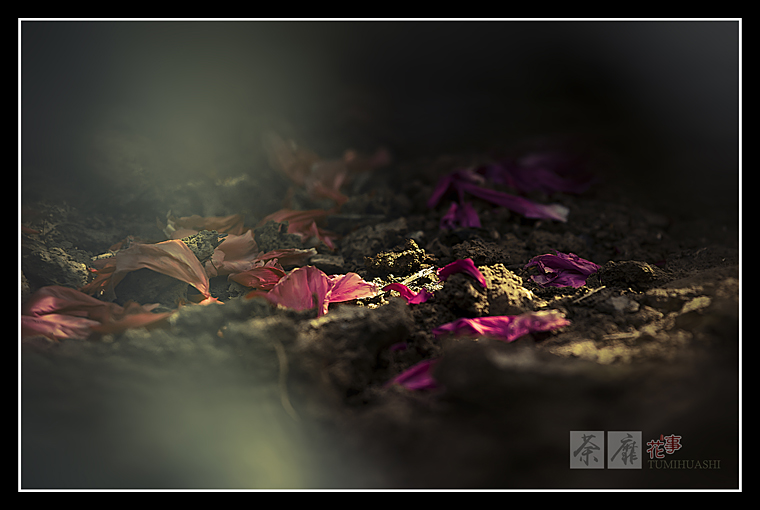 荼蘼花事