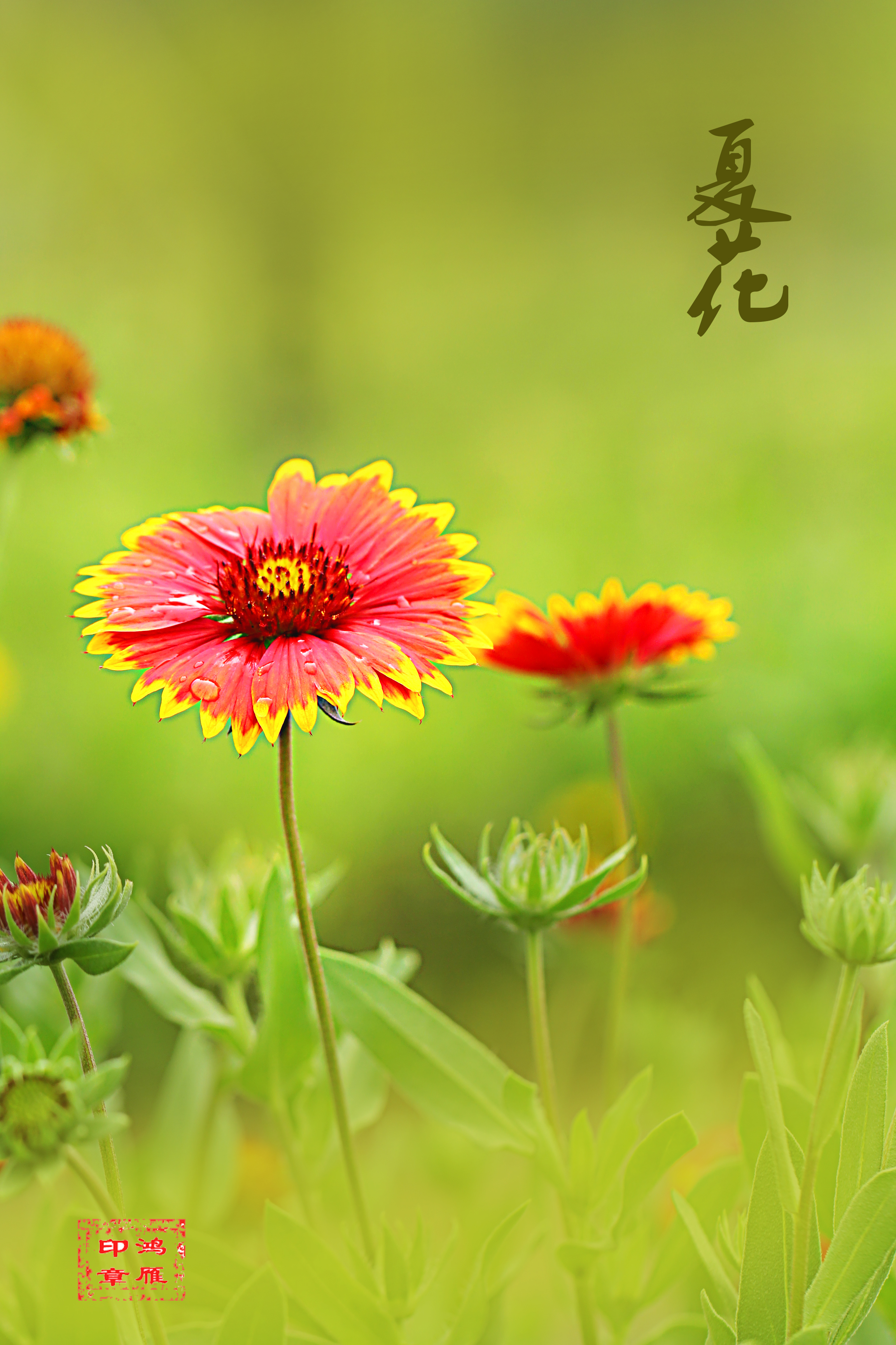 夏花