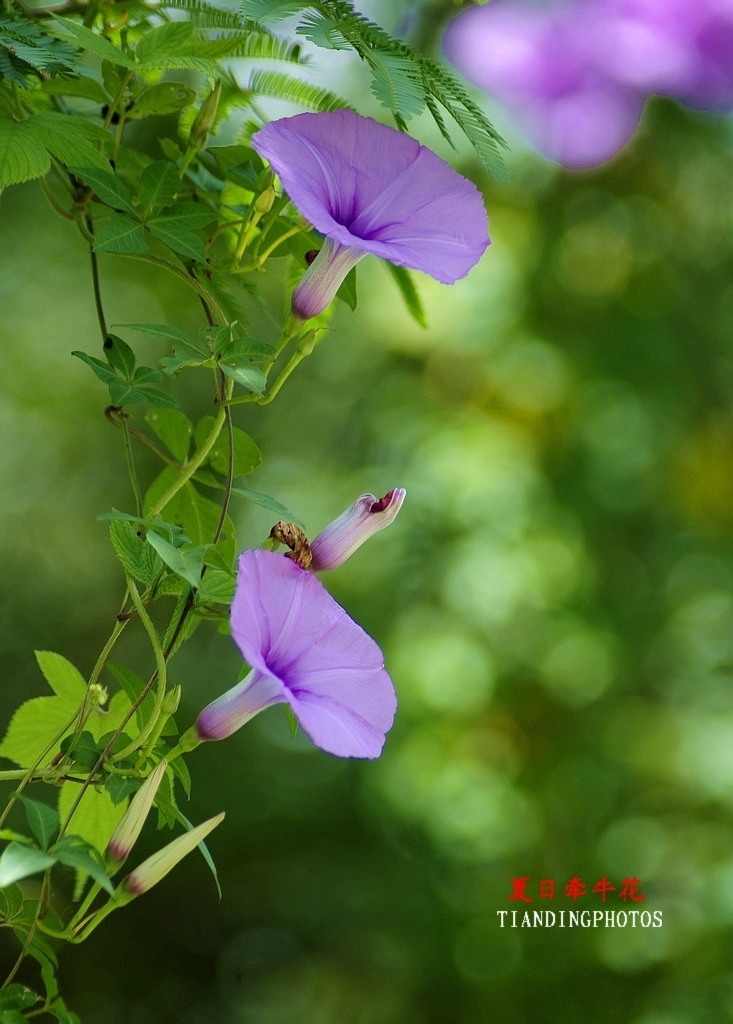 夏日牵牛花