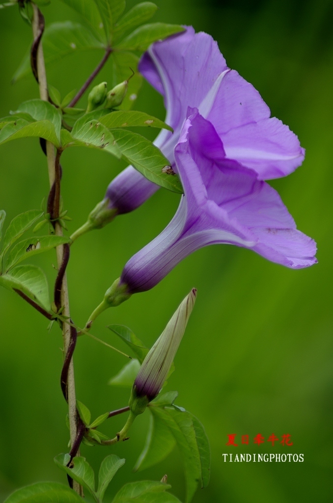 夏日牵牛花