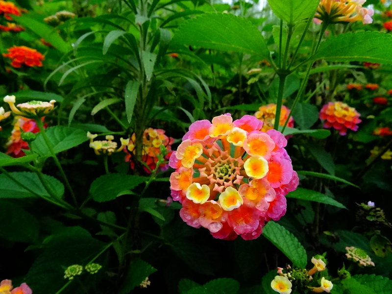 七彩花与绿叶_动植物与微距论坛_太平洋电脑论坛