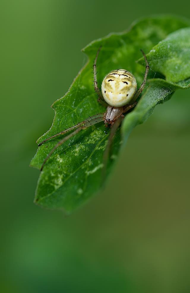 小昆虫