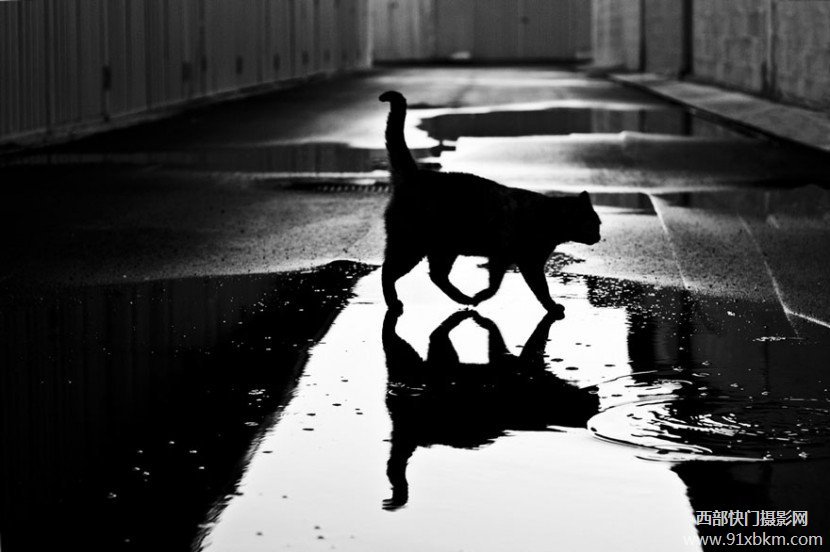 黑白光影——猫