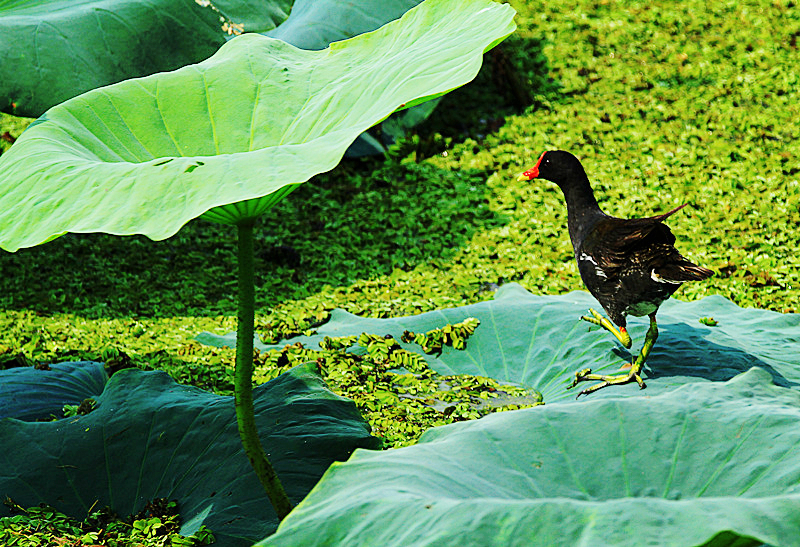 【黑水鸡摄影图片】江西省鄱阳湖湿地生态摄影