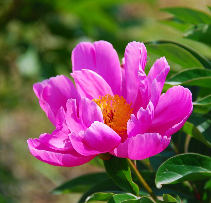 【芍药花开·芬芳多彩的花《二十二》摄影图片