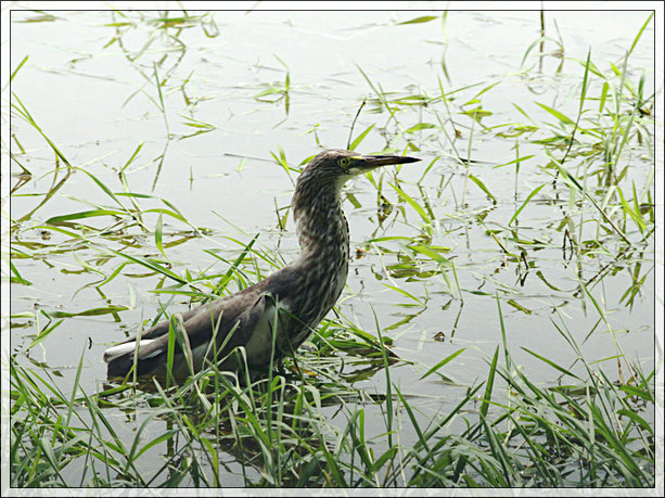 【洛阳孟津黄河湿地(国家级)部分鸟类摄影图片