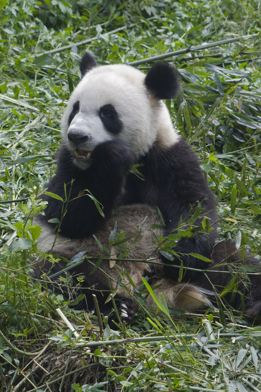 【大熊猫摄影图片】成都熊猫基地生态摄影_太平洋电脑网摄影部落