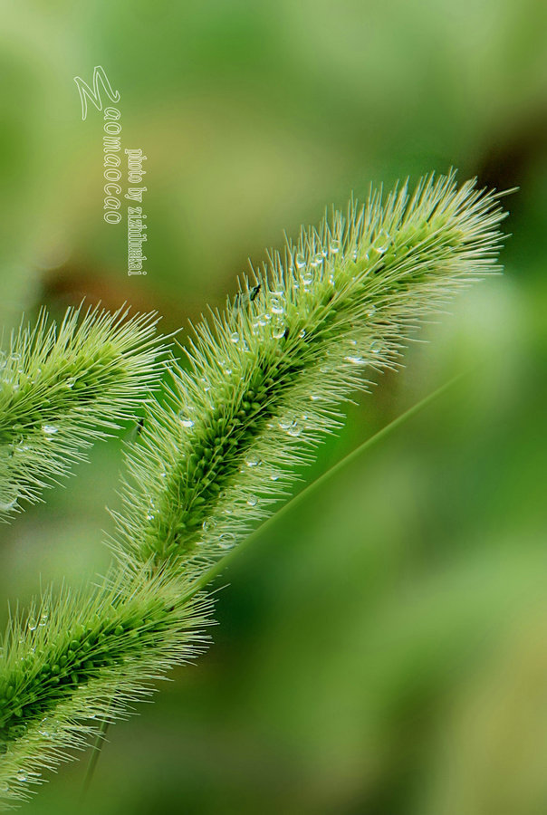 我是一棵无人知道的小草