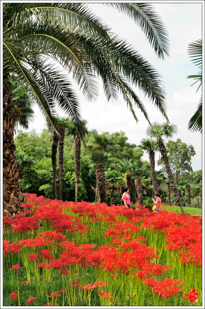 彼岸花用它火红的花瓣,向大家呈现它怒放的生命,如同杜鹃啼血壮烈.