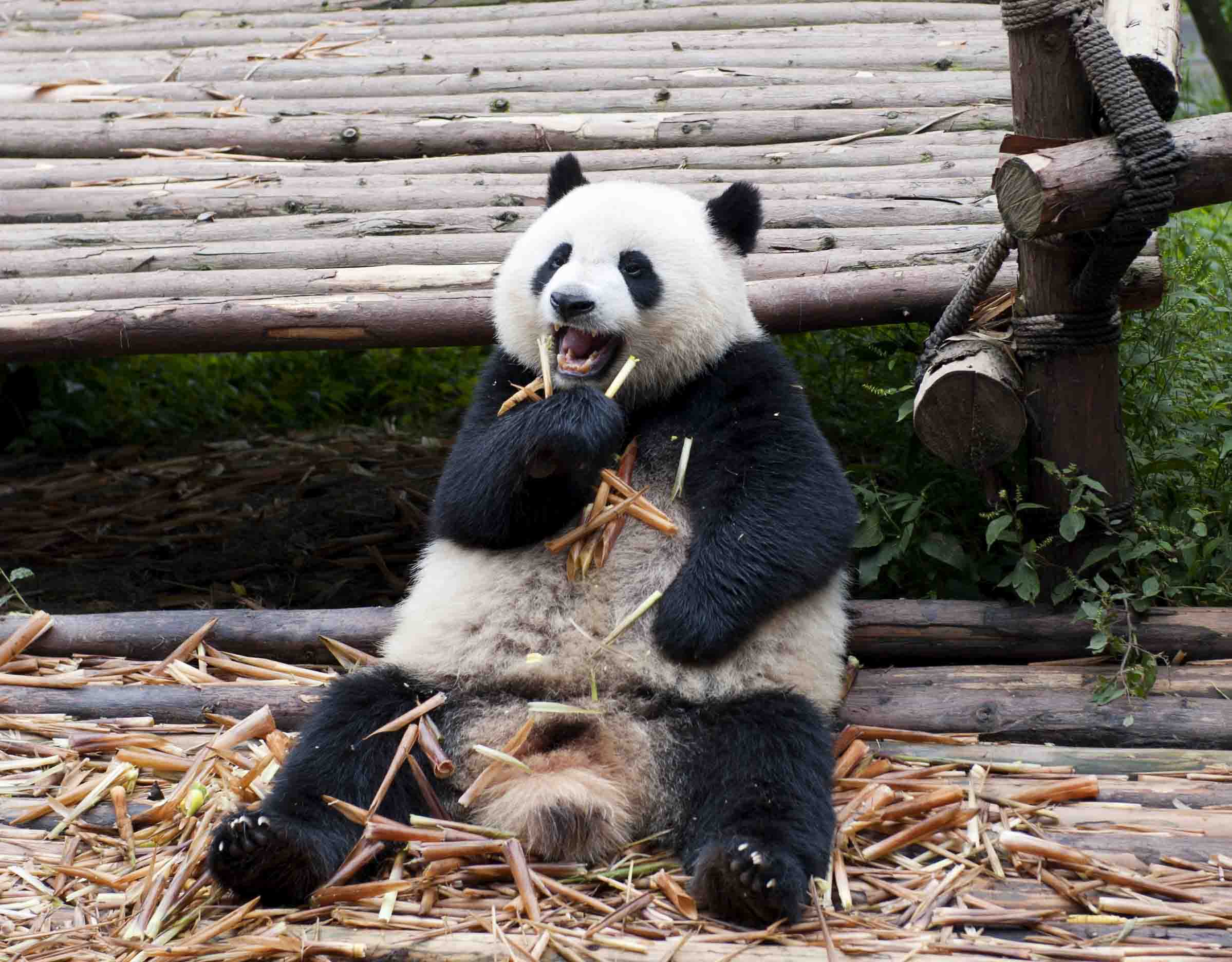 大熊猫的生活习性是怎么样的-百度经验