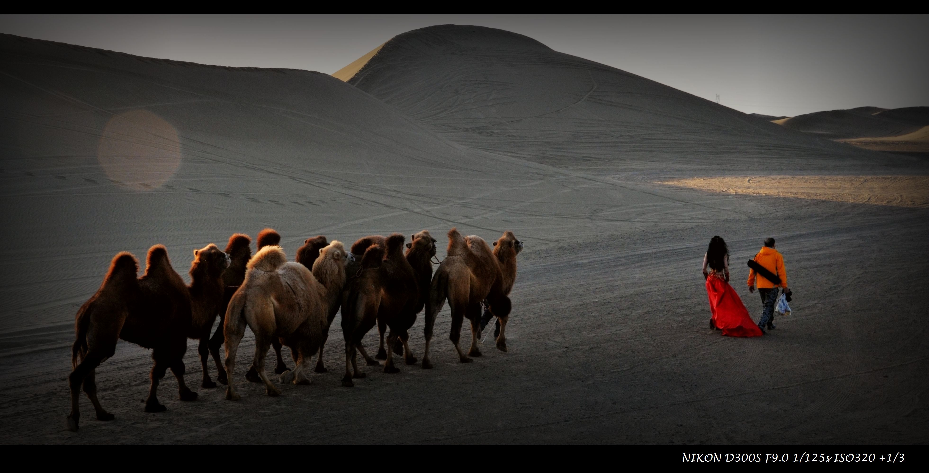 西域风情(胡人骑象、狮、羊、犼、西瓜地)-中国最美皮影-图片