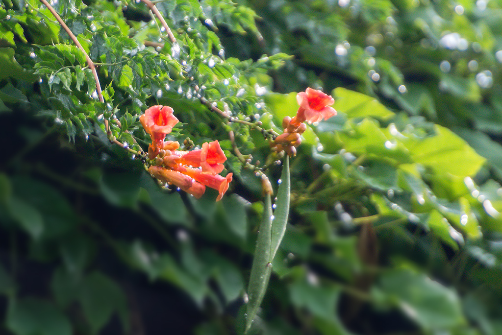 雨后凌霄花