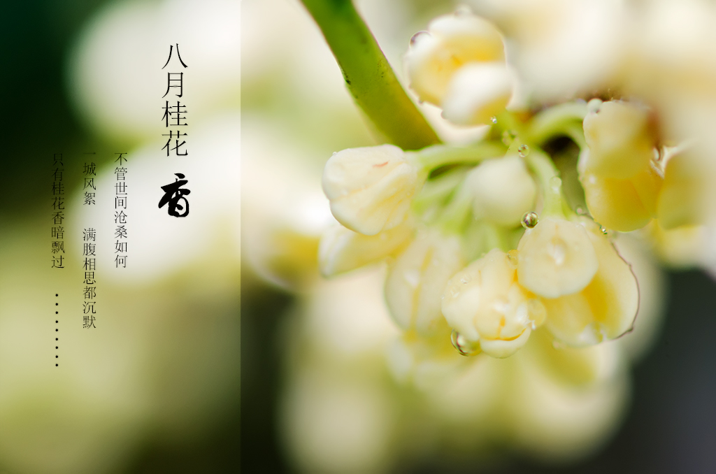 八月桂花香