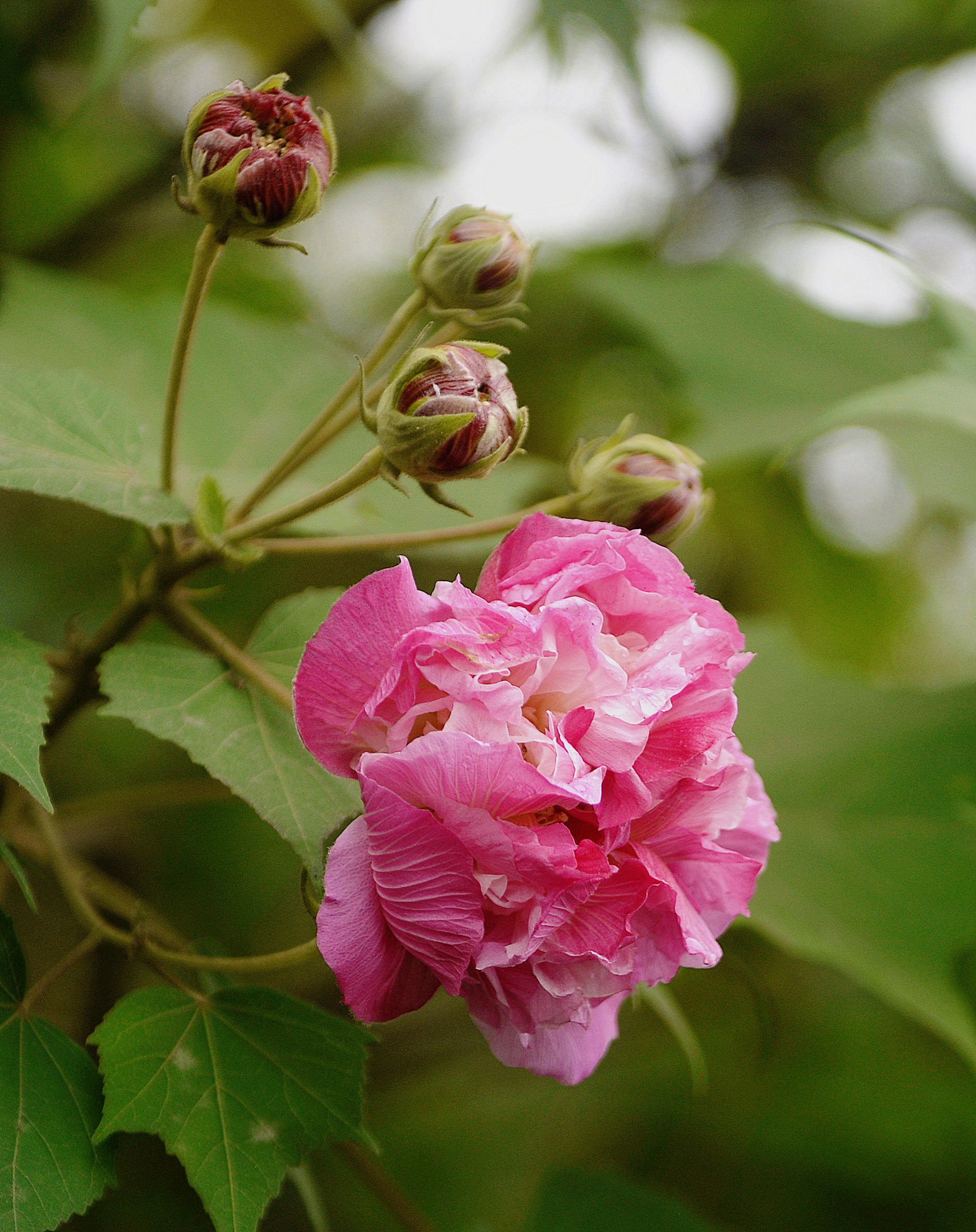 芙蓉花