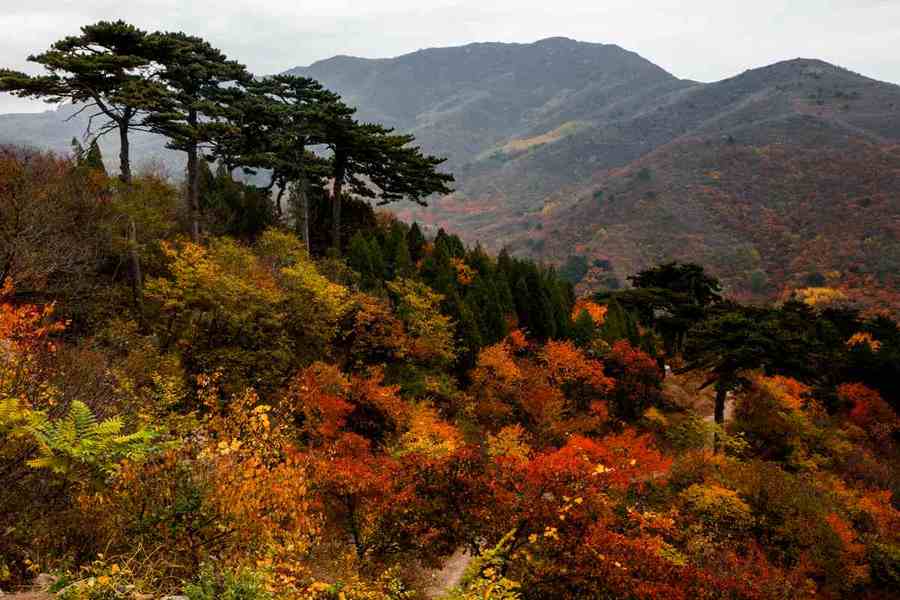 北京门头沟妙峰山秋色 (共p)